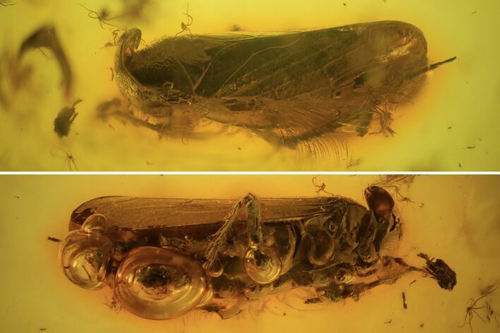 Fossil Cicada (Auchenorrhyncha) In Baltic Amber #109476